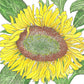 Organic Sunflower, Dwarf Sunspot  (1/4 lb) - Grow Organic Organic Sunflower, Dwarf Sunspot  (1/4 lb) Flower Seed & Bulbs