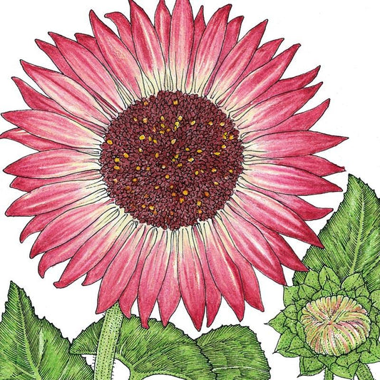 Organic Sunflower, Evening Colors (1/4 lb) - Grow Organic Organic Sunflower, Evening Colors (1/4 lb) Flower Seed & Bulbs