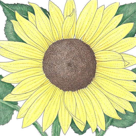 Organic Sunflower, Lemon Queen (1/4 lb) - Grow Organic Organic Sunflower, Lemon Queen (1/4 lb) Flower Seed & Bulbs