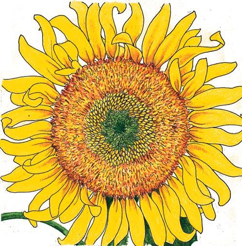 Organic Sunflower, Russian Mammoth (1/4 lb) - Grow Organic Organic Sunflower, Russian Mammoth (1/4 lb) Flower Seed & Bulbs