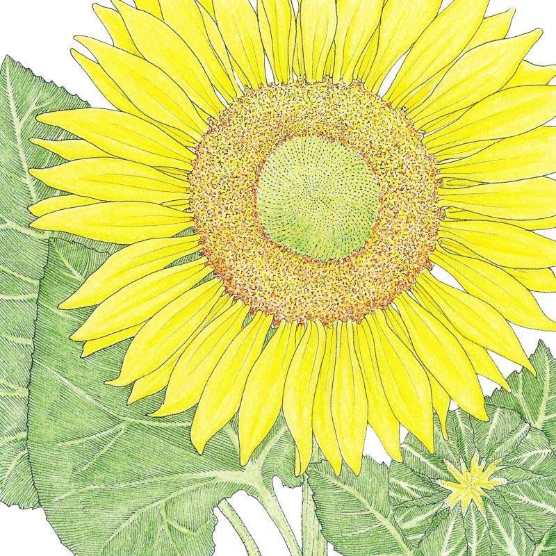 Organic Sunflower, Skyscraper (1/4 lb) - Grow Organic Organic Sunflower, Skyscraper (1/4 lb) Flower Seed & Bulbs