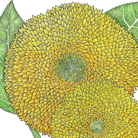 Organic Sunflower, Teddy Bear (1/4 lb) - Grow Organic Organic Sunflower, Teddy Bear (1/4 lb) Flower Seed & Bulbs