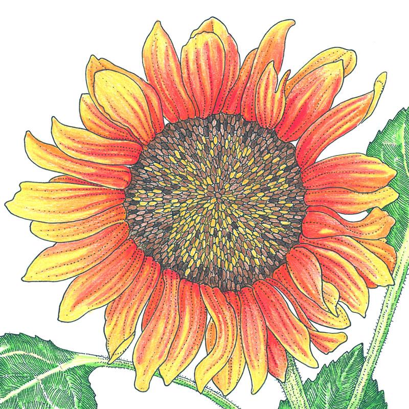 Organic Sunflower, Velvet Queen (1/4 lb) - Grow Organic Organic Sunflower, Velvet Queen (1/4 lb) Flower Seed & Bulbs