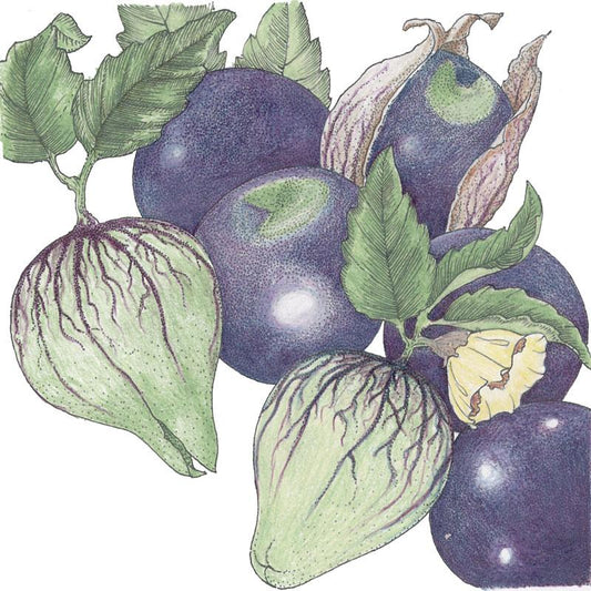 Organic Tomatillo, Purple (1 oz) - Grow Organic Organic Tomatillo, Purple (1 oz) Vegetable Seeds