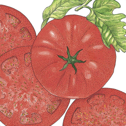 Organic Tomato, Beefsteak (1 oz) - Grow Organic Organic Tomato, Beefsteak (1 oz) Vegetable Seeds