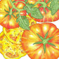 Organic Tomato, Big Rainbow (1 oz) - Grow Organic Organic Tomato, Big Rainbow (1 oz) Vegetable Seeds