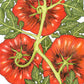 Organic Tomato, Black Krim (1 oz) - Grow Organic Organic Tomato, Black Krim (1 oz) Vegetable Seeds