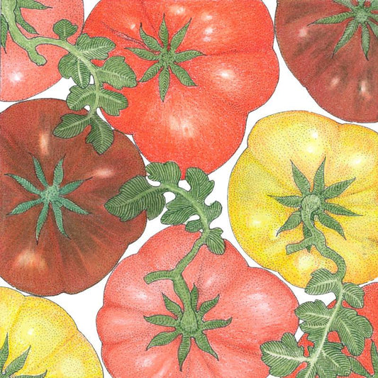 Organic Tomato, Brandywine Mix (1 oz) - Grow Organic Organic Tomato, Brandywine Mix (1 oz) Vegetable Seeds