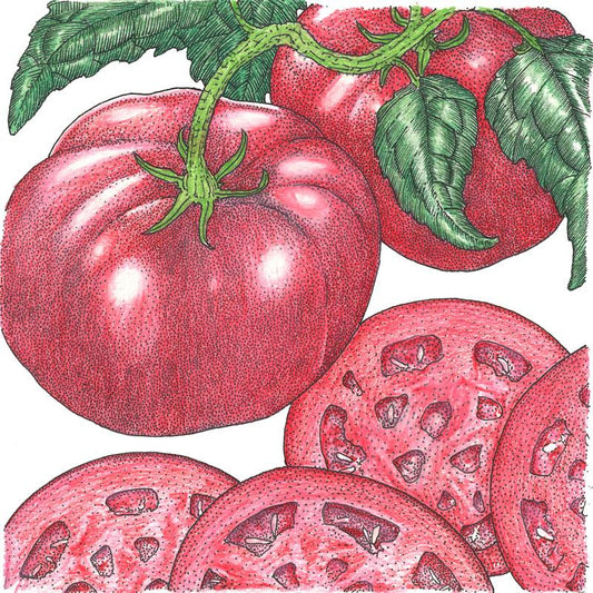 Organic Tomato, Brandywine Pink (1 oz) - Grow Organic Organic Tomato, Brandywine Pink (1 oz) Vegetable Seeds
