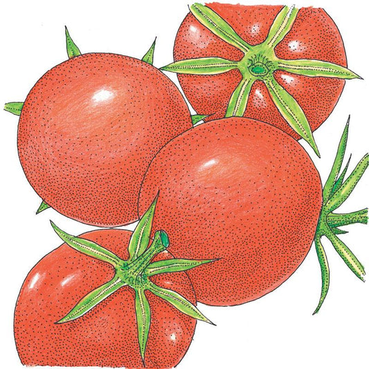 Organic Tomato, Burbank (1 oz) - Grow Organic Organic Tomato, Burbank (1 oz) Vegetable Seeds
