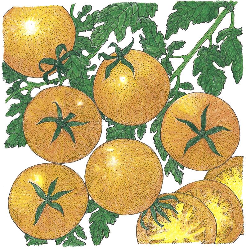 Organic Tomato, Gold Nugget (1 oz) - Grow Organic Organic Tomato, Gold Nugget (1 oz) Vegetable Seeds