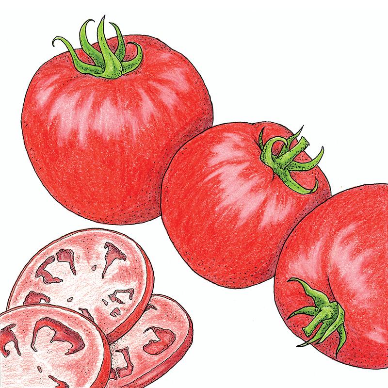 Organic Tomato, Homestead 1 oz - Grow Organic Organic Tomato, Homestead 1 oz Vegetable Seeds