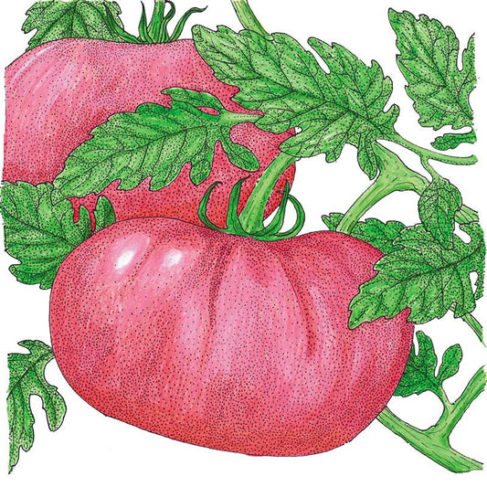 Organic Tomato, Prudens Purple (1 oz) - Grow Organic Organic Tomato, Prudens Purple (1 oz) Vegetable Seeds