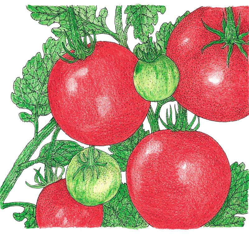 Tomato Tree Drawing