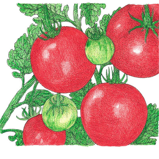 Organic Tomato, Stupice (1 oz) - Grow Organic Organic Tomato, Stupice (1 oz) Vegetable Seeds
