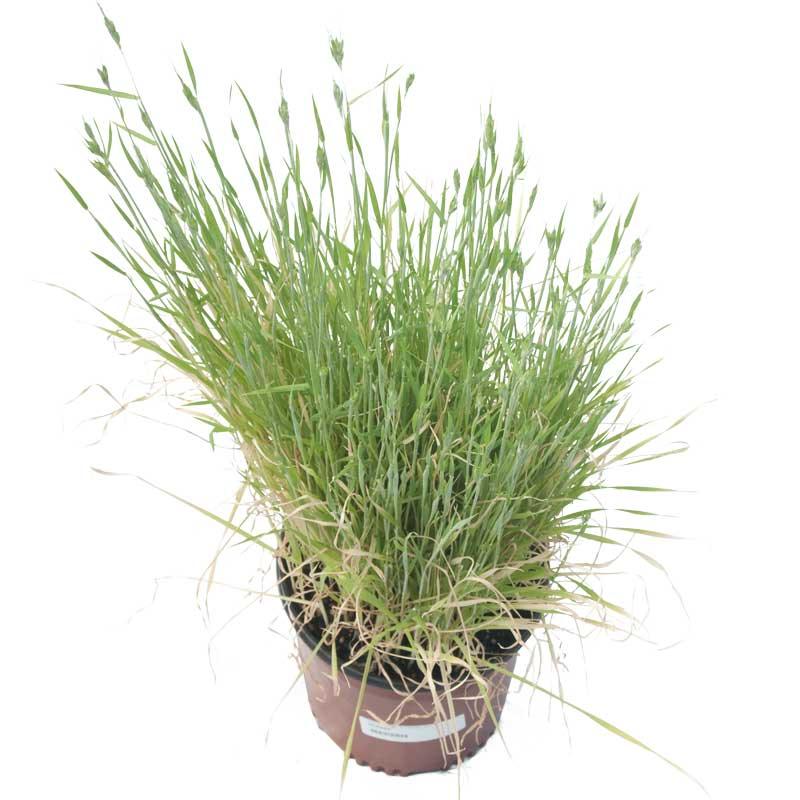 Organic Triticale Seed (lb)