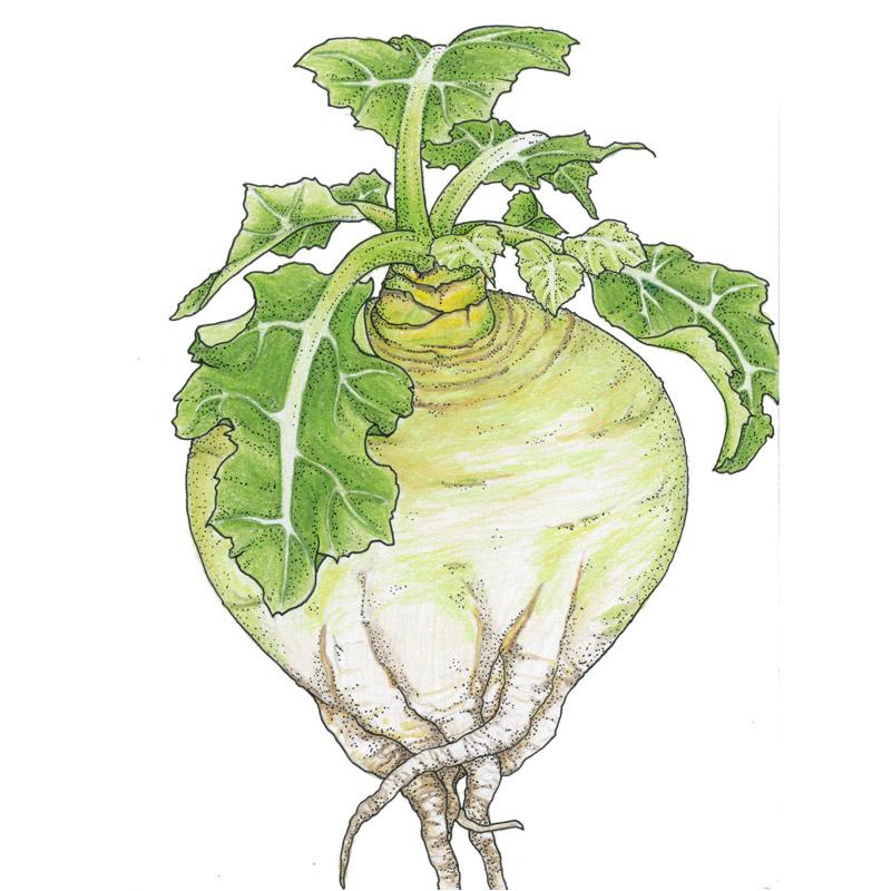 Organic Turnip, Gilfeather (1 oz) - Grow Organic Organic Turnip, Gilfeather (1 oz) Vegetable Seeds