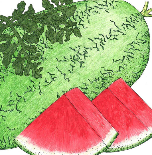 Organic Watermelon, Crimson Sweet (1/4 lb) - Grow Organic Organic Watermelon, Crimson Sweet (1/4 lb) Vegetable Seeds