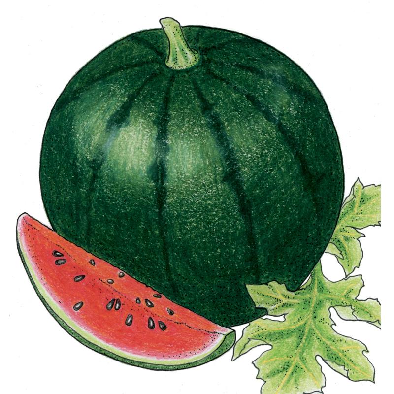 Organic Watermelon, Sugar Baby (1/4 lb) - Grow Organic Organic Watermelon, Sugar Baby (1/4 lb) Vegetable Seeds