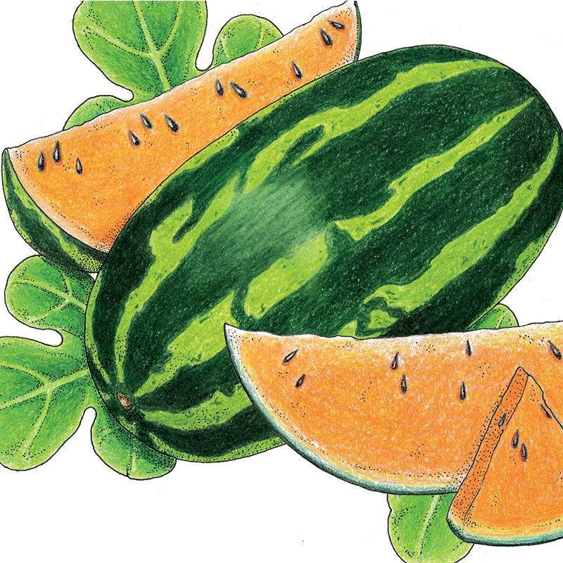 Organic Watermelon, Tendersweet Orange 1/4 Lb - Grow Organic Organic Watermelon, Tendersweet Orange 1/4 lb Vegetable Seeds