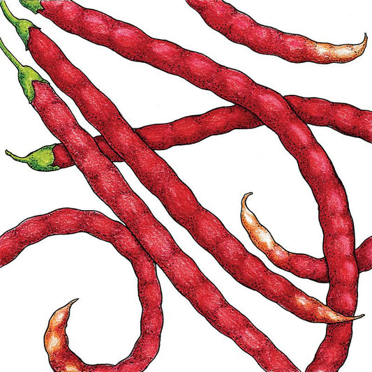 Organic Yard Long Red Pole Bean 1/2 lb - Grow Organic Organic Yard Long Red Pole Bean 1/2 lb Vegetable Seeds