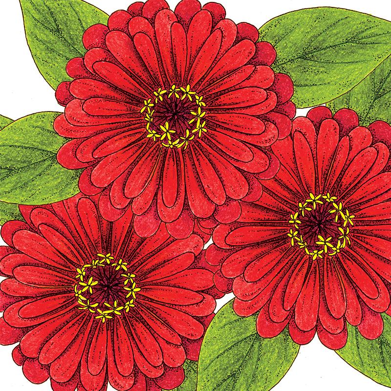 Organic Zinnia, Red Beauty 1 oz - Grow Organic Organic Zinnia, Red Beauty 1 oz Flower Seeds