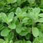 Organic Marjoram - Grow Organic Organic Marjoram Herb Seeds