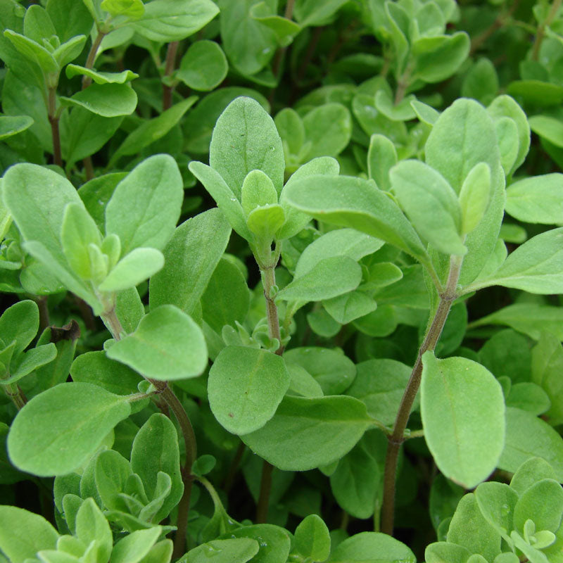Organic Marjoram - Grow Organic Organic Marjoram Herb Seeds