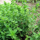 Organic Oregano, Italian - Grow Organic Organic Oregano, Italian Herb Seeds