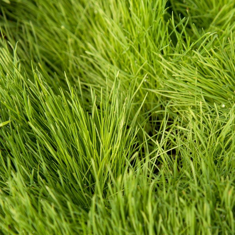 Paiute Orchardgrass  Seed (lb) Grow Organic