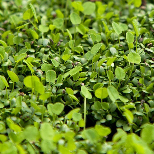 Palestine Strawberry Clover - Nitrocoated Seed Palestine Strawberry Clover - Nitrocoated Seed (lb) Cover Crop