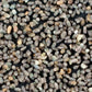 Moth Egg Parasite - Trichogramma Wasp (Card of 100K) - Grow Organic