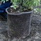 Root Guard Speed Basket 1 gal (4/pk) - Grow Organic Root Guard Speed Basket 1 gal (4/pk) Weed and Pest