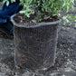 Root Guard Speed Basket 1 gal (4/pk) - Grow Organic Root Guard Speed Basket 1 gal (4/pk) Weed and Pest