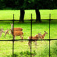 Deer Fence C-Flex (7.5' X 100') - Grow Organic Deer Fence C-Flex (7.5' X 100') Weed and Pest