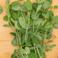 Shoots Pea Seeds (Organic) - Grow Organic Shoots Pea Seeds (Organic) Vegetable Seeds