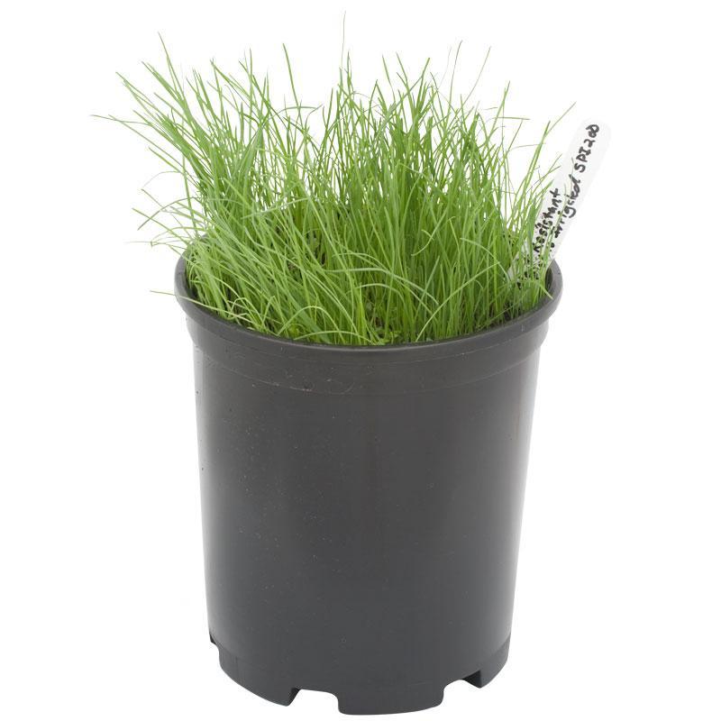 Peaceful Valley Bloat Resistant Irrigated Pasture Mix - Nitrocoated Seed (lb) - Grow Organic