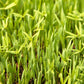 Peaceful Valley Forage Blend Dryland Pasture Mix - Raw Seed Peaceful Valley Forage Blend Dryland Pasture Mix - Raw Seed (lb) Cover Crop