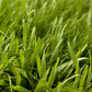 General Purpose Erosion Cover Crop Mix for Sale Nitrocoated Peaceful Valley General Purpose Erosion Mix - Nitrocoated Seed (lb) Cover Crop