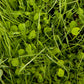 Peaceful Valley Herbal Irrigated Pasture Mix Peaceful Valley Herbal Irrigated Pasture Mix - Nitrocoated Seed (lb) Cover Crop