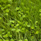 Peaceful Valley Irrigated Intermountain Pasture Mix - Nitrocoated Seed (lb) Peaceful Valley