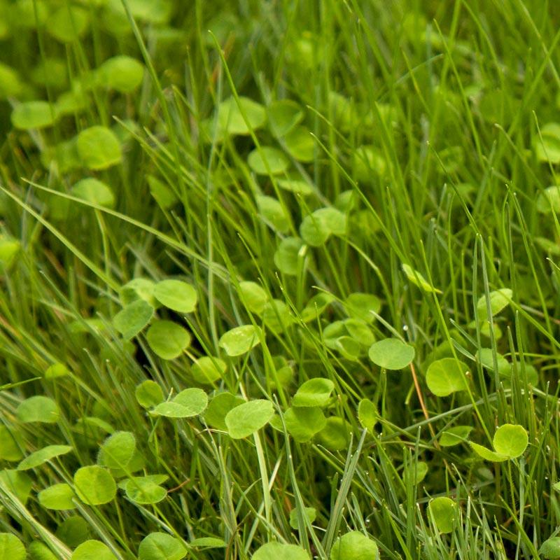 Peaceful Valley Irrigated Intermountain Pasture Mix - Nitrocoated Seed (lb) Peaceful Valley