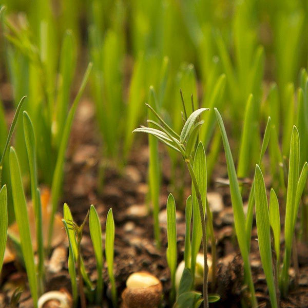 Peaceful Valley Legume Oat Mix #2