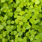 Peaceful Valley Low-Growing Clover Mix - Nitrocoated Seed (lb) - Grow Organic