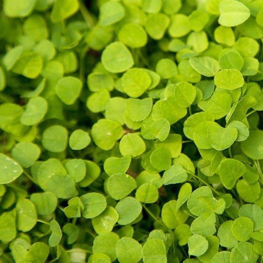 Peaceful Valley Low-Growing Clover Mix - Nitrocoated Seed Peaceful Valley Low-Growing Clover Mix - Nitrocoated Seed (lb) Cover Crop