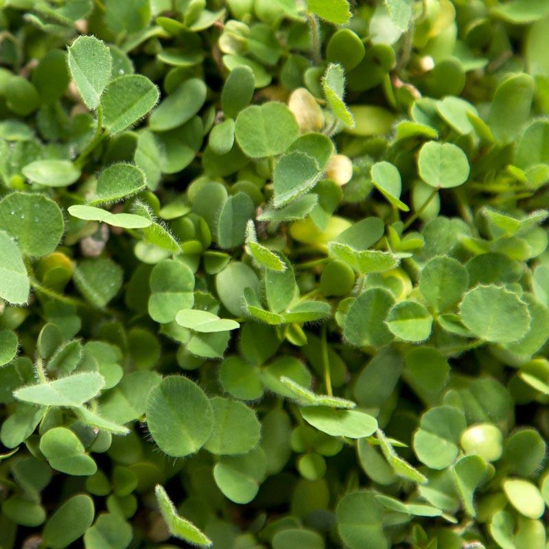 Peaceful Valley Low Rainfall Dryland Pasture Mix Peaceful Valley Low Rainfall Dryland Pasture Mix - Nitrocoated Seed (lb) Cover Crop