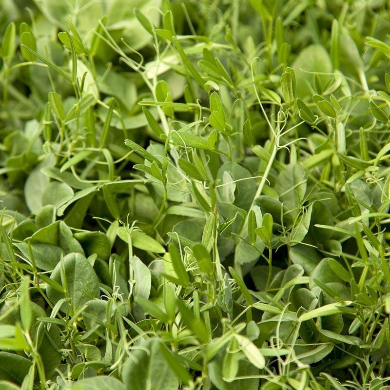 Peaceful Valley Seed Mixes Grow Organic