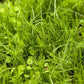Peaceful Valley Premium Horse Irrigated Pasture Mix - Nitrocoated Seed (lb) - Grow Organic