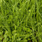 Peaceful Valley Quick Cover Erosion Mix - Nitrocoated Seed Peaceful Valley Quick Cover Erosion Mix - Nitrocoated Seed (lb) Cover Crop