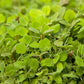Regional Western Colorful Dryland Wildflower Mix Peaceful Valley Regional Western Colorful Dryland Wildflower Mix - Nitrocoated Seed (lb) Cover Crop